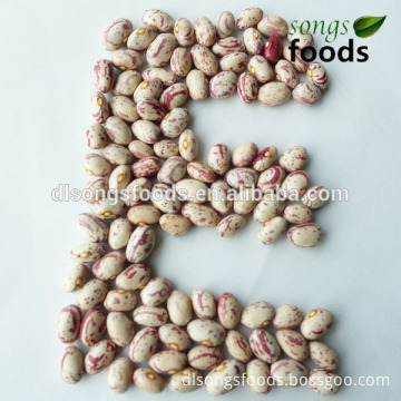 Wholesale Dried Beans, Argentina Beans
